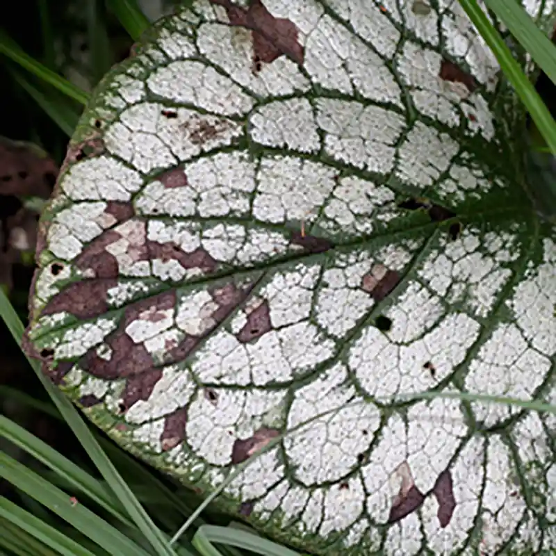 Foliar Nematodes