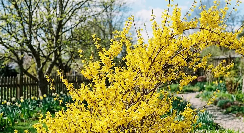 Forsythia