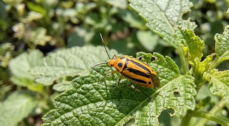 Four-lined plant bug