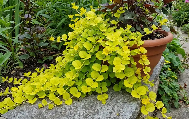 Goldilocks Creeping Jenny