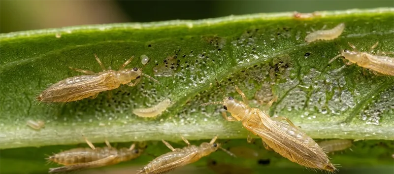 Grasshoppers&nbsp;