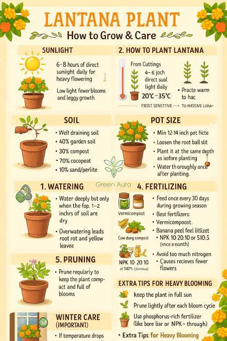 Growing tips to sustain a healthy Lantana plant