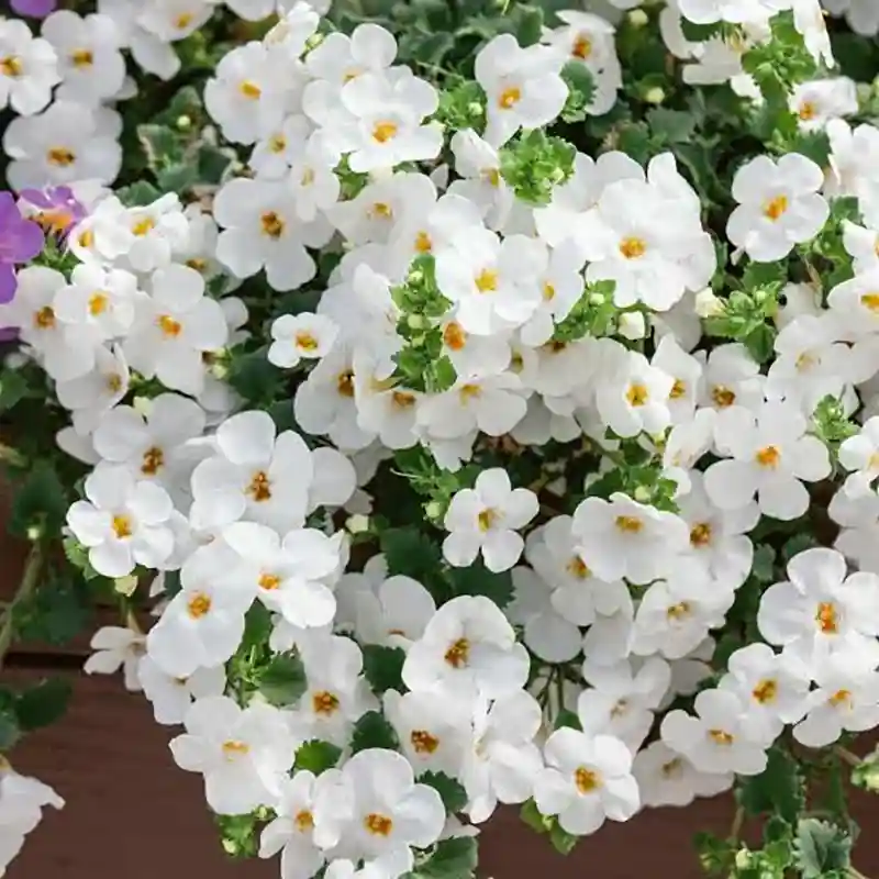 Gulliver’s White