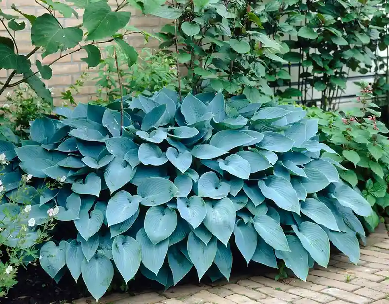 Hadspen Blue