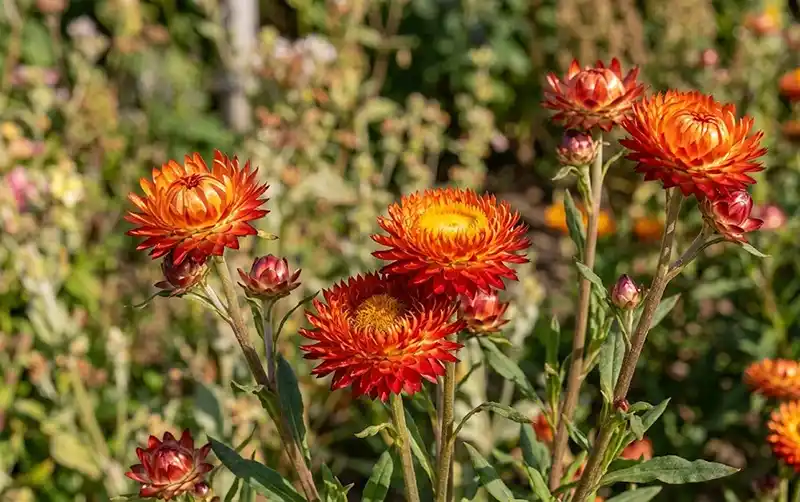 ‘Helios Flame’