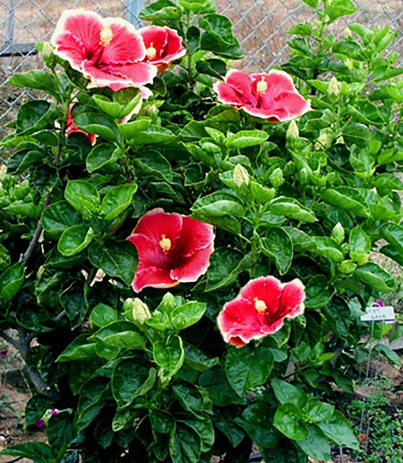 Hibiscus Plant