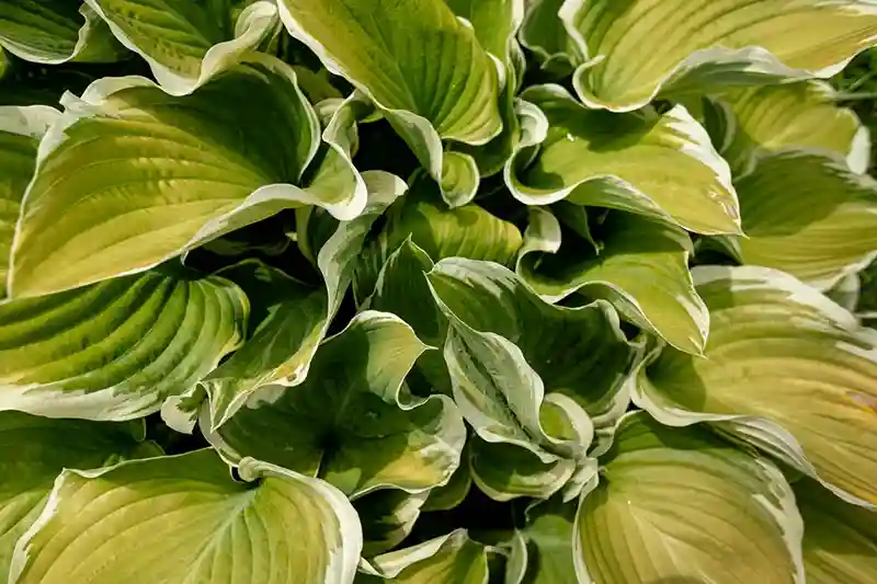 Hosta Plant Variegated Leaves