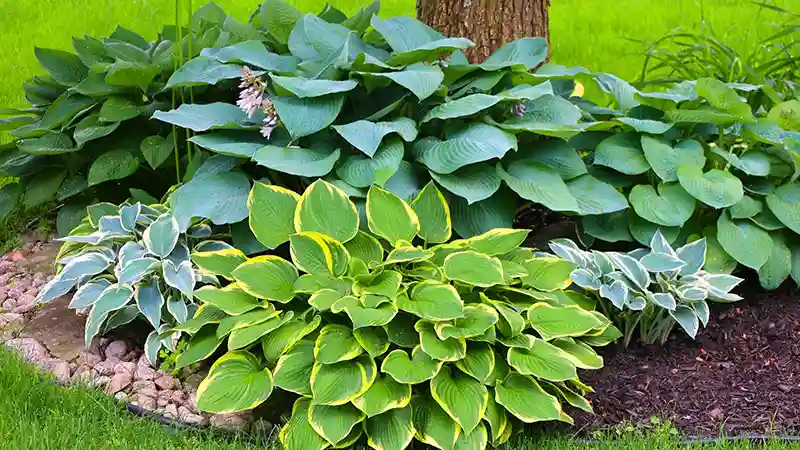 Hosta Plant
