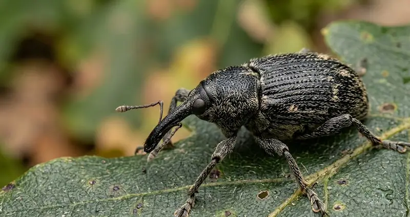 Japanese weevil