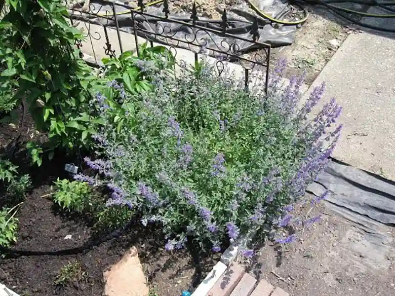 Joanna Reed catmint grown at corner of garden near pathway