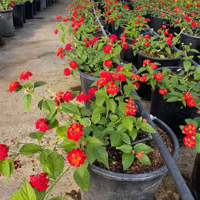 Lantana plant growing in pots placed in rows