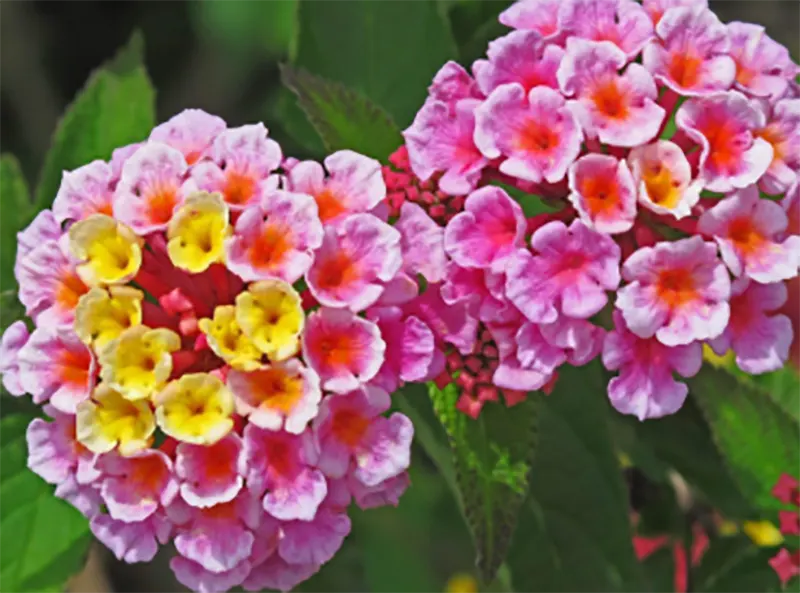 Lantana plant in bloom with clusters of yellow, orange and pink flowers