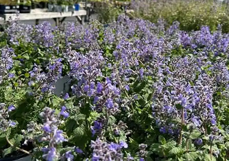 Lavender blue catmint flowers spilling over the edge of a garden path in full sun