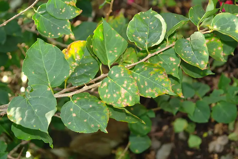 Leaf Spot