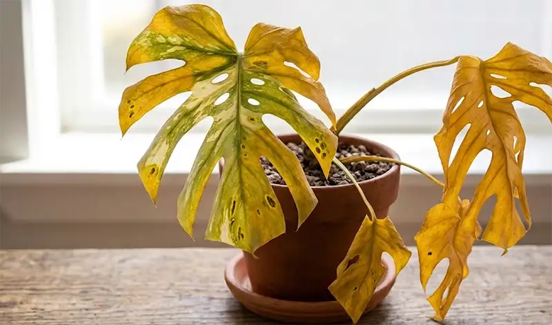 Leaves turning yellow and dying&nbsp;
