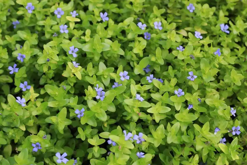 Lemon Bacopa Plant