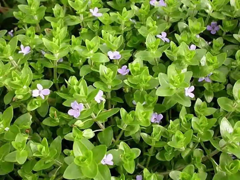 Lemon Bacopa