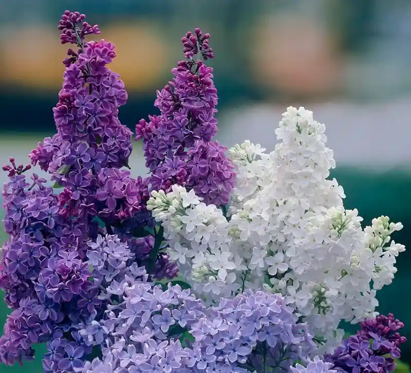 Lilac Flower