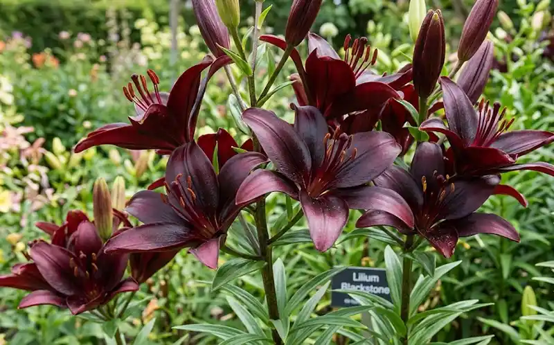 Lilium 'Blackstone'