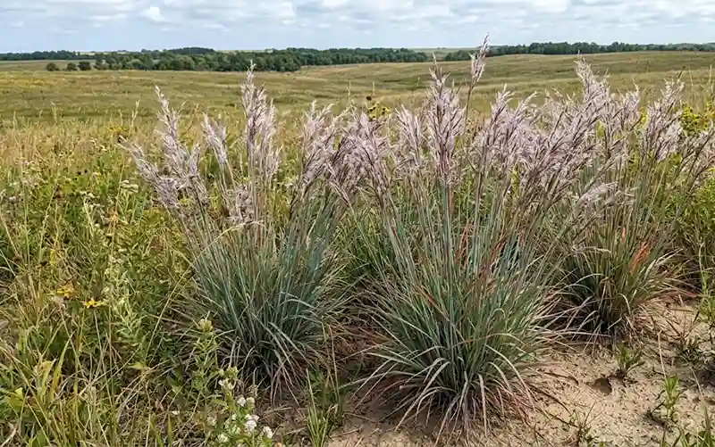 Little Bluestem