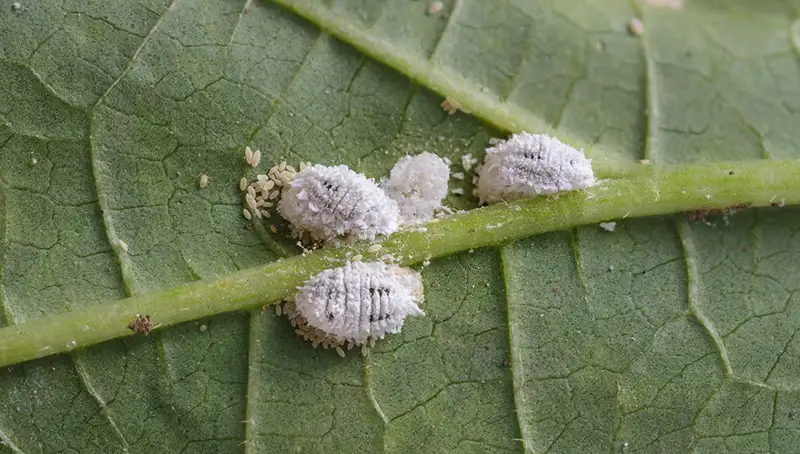 Mealybugs
