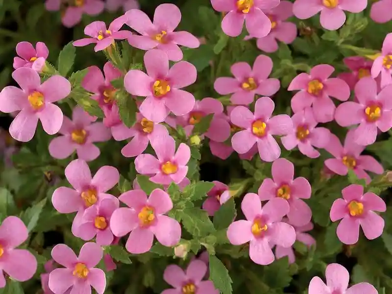 MegaCopa