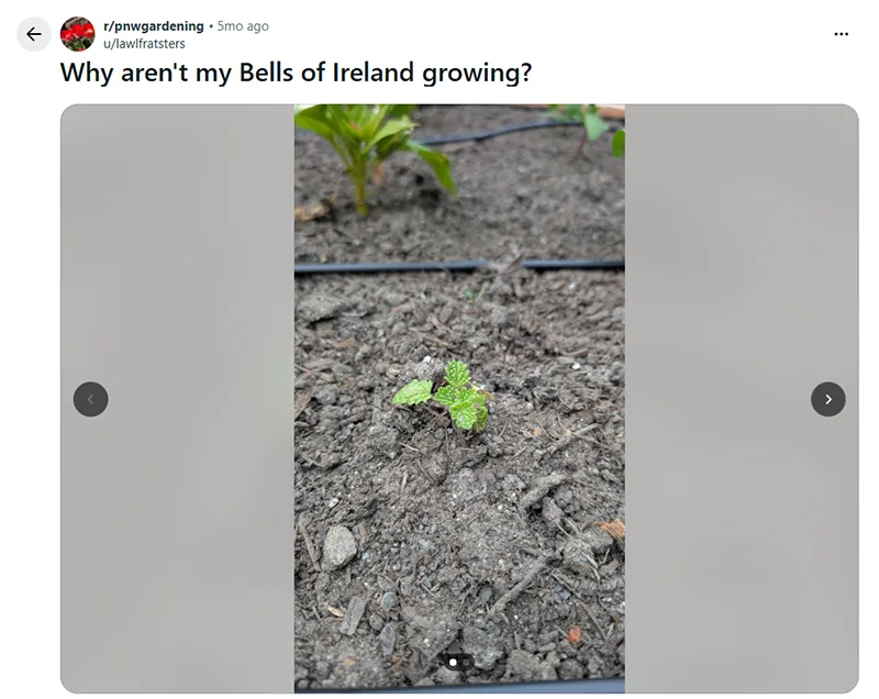 Not growing Irish bells