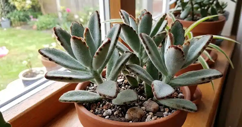 Panda Plant