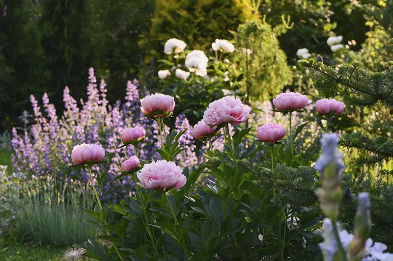 Peony Flower