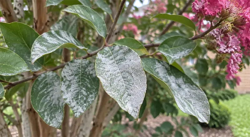 Powdery mildew