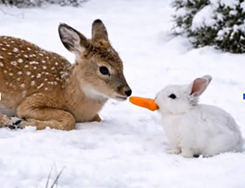 Rabbits and Deer