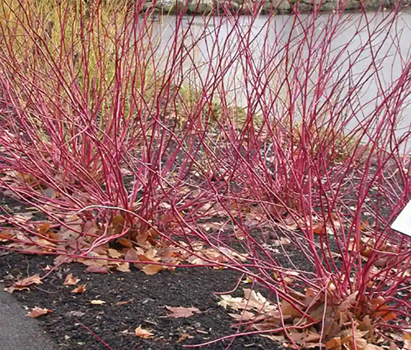 RedTwig Dogwood