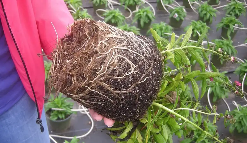 Root Rot