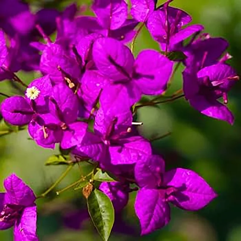 Royal Purple
