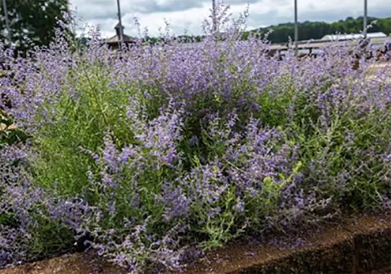 Russian sage plant in flower, lavender-blue spikes above silvery-grey foliage