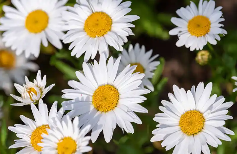 Shasta Daisy Flower