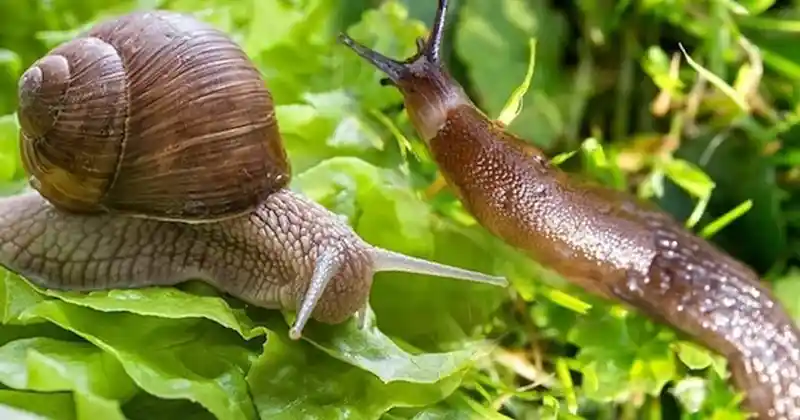 Slugs and Snails