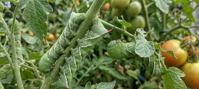 Hornworms