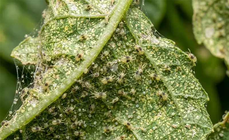 Spider Mites