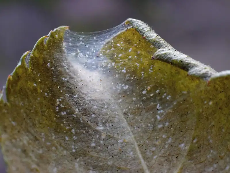 Spider Mites