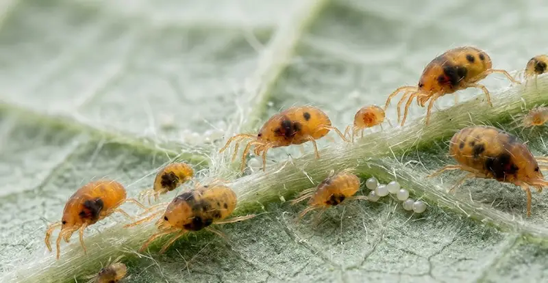 Spider mites