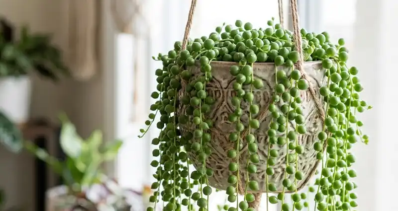 String of Pearls