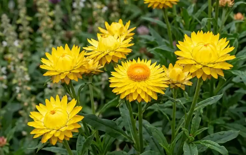‘Sundaze golden yellow’