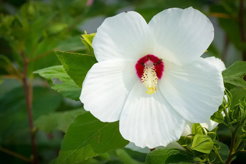 Swamp rose mallow