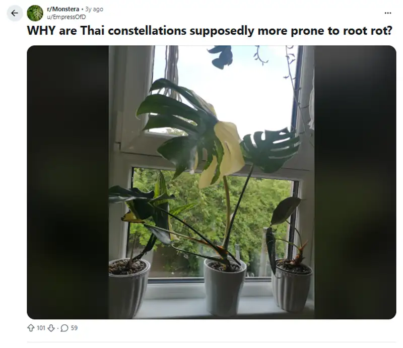 Thai Constellation Monstera Root Rot 