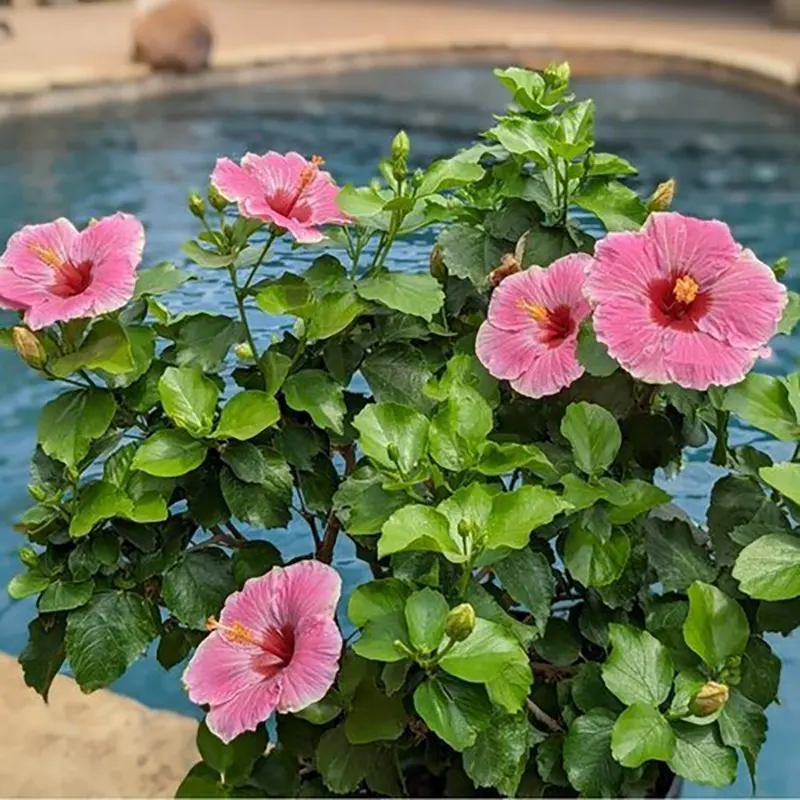 Tropical Hibiscus