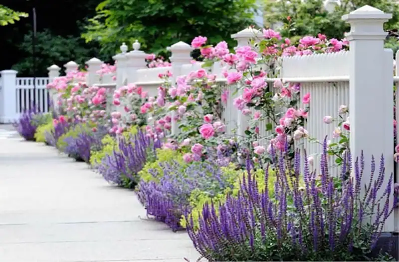 Walker's Low catmint arching over a path edge in full bloom.