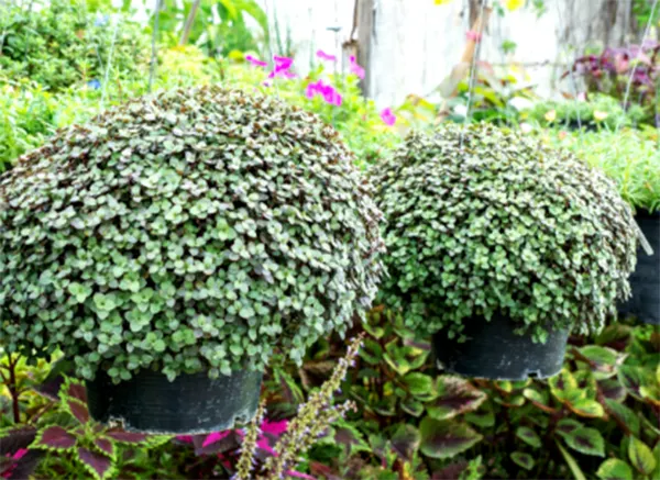 Ways to manage the overhead baskets and garden borders