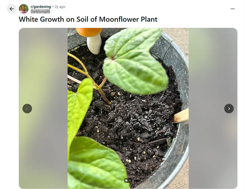 White Growth on Soil of Moon Flower