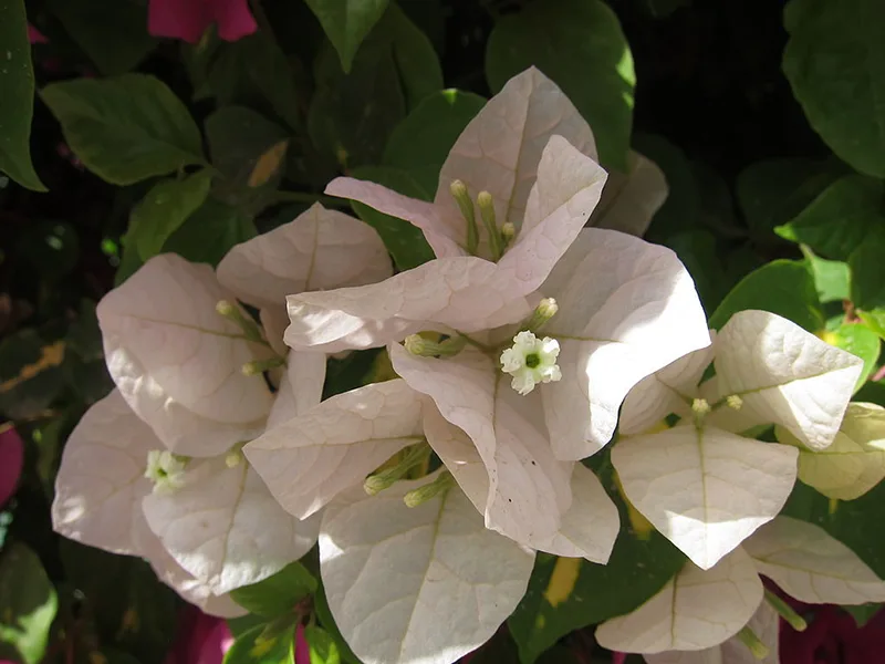 White Madonna